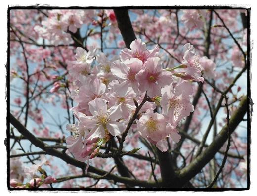 陽明山花季