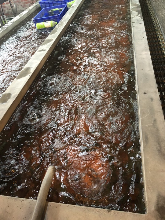 新竹聚餐-黃金海岸活蝦之家