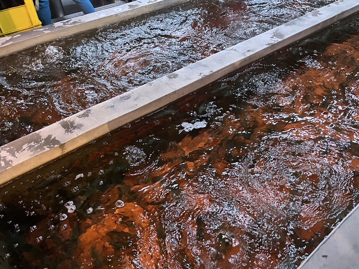 新竹美食-黃金海岸活蝦之家