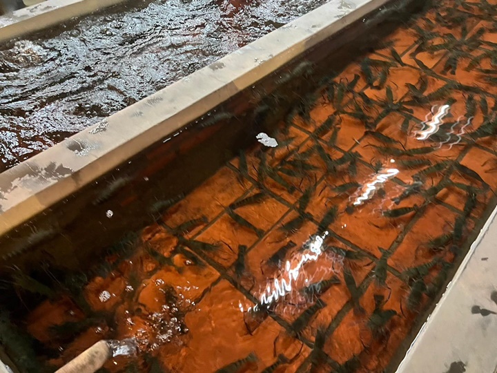 新竹美食-黃金海岸活蝦之家 新竹美食-黃金海岸活蝦之家